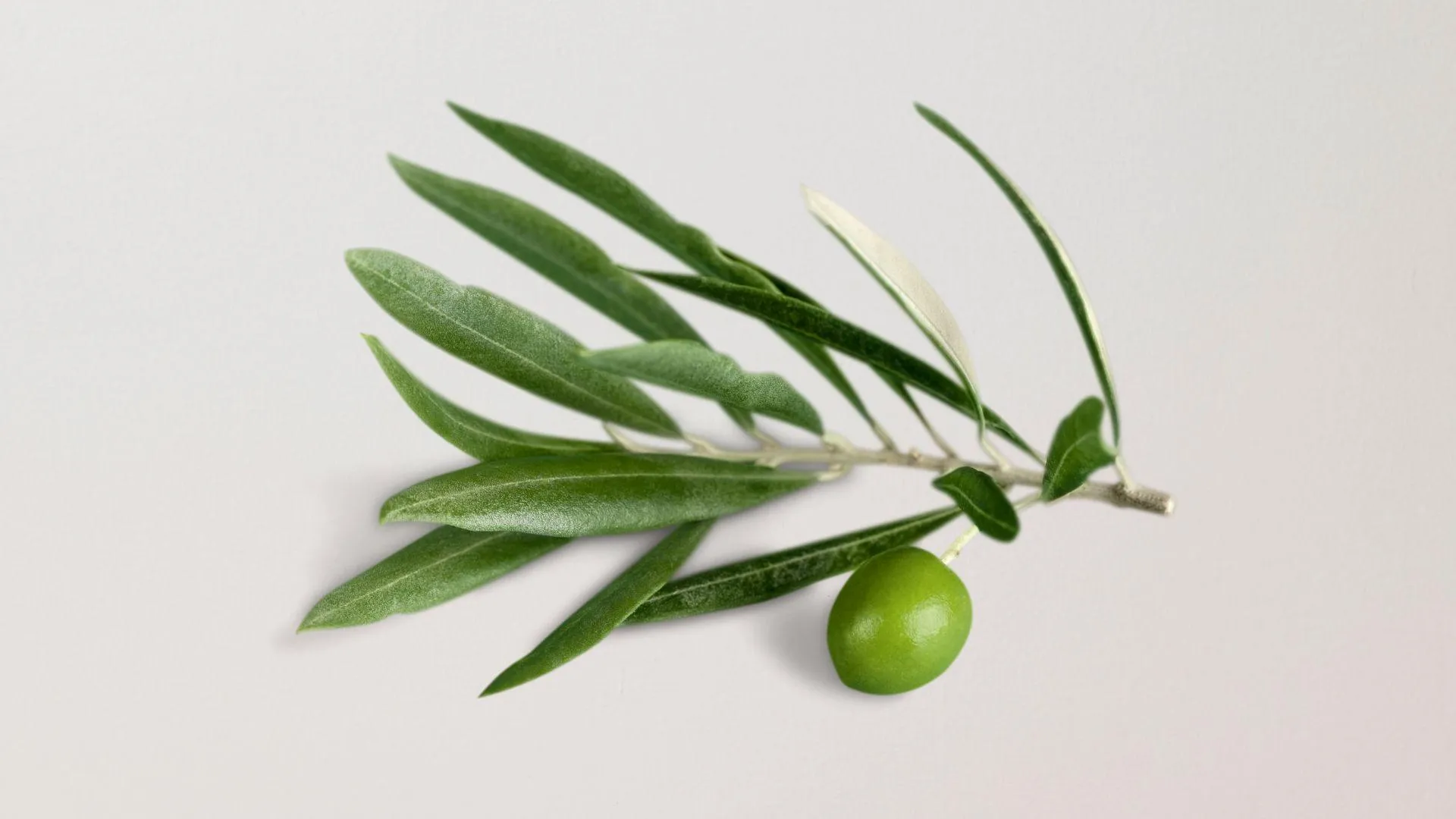 Olive Leaf