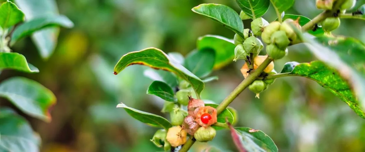 Ashwangandha Plant